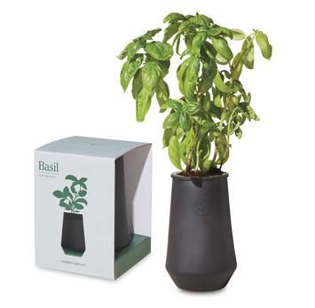 Modern Sprout Grow Kit